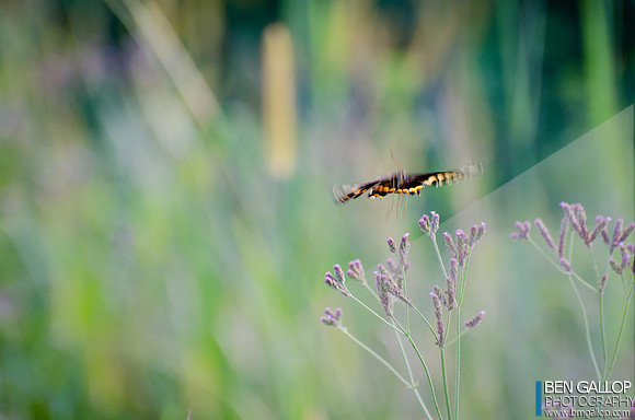 Monarch Motion