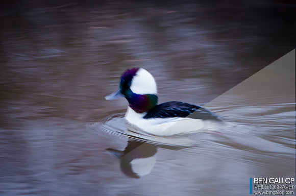 Painting of a Bufflehead...