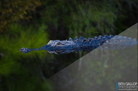 Alligator Glass