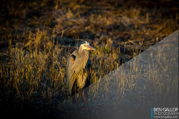 Blue Gold