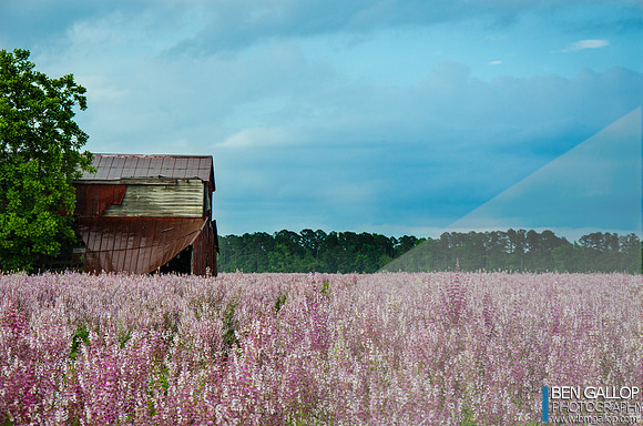 Spring Lavender