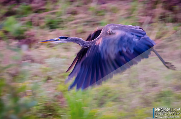 Evening Blue Heron