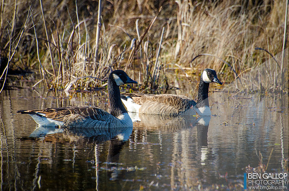 Good for the Goose...