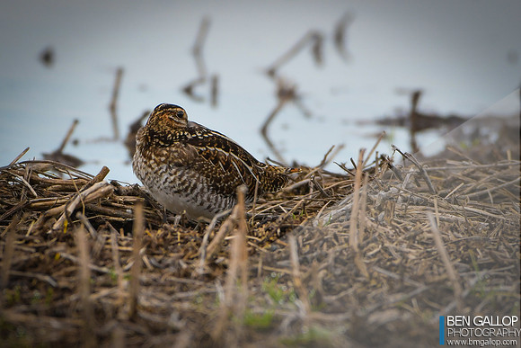Wilson's Snipe... Sniped...