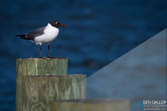 Three Post Gull