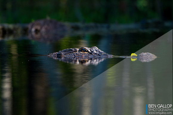 Natural Camoflage...
