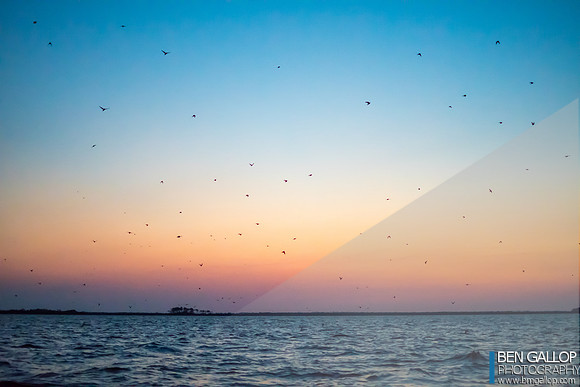 Home to Roost