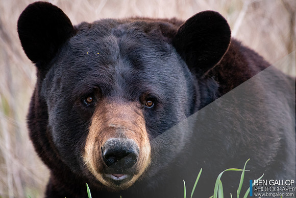 Bear Portrait