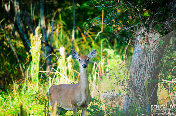 2012.10.21 BMGPhoto  Zenfolio