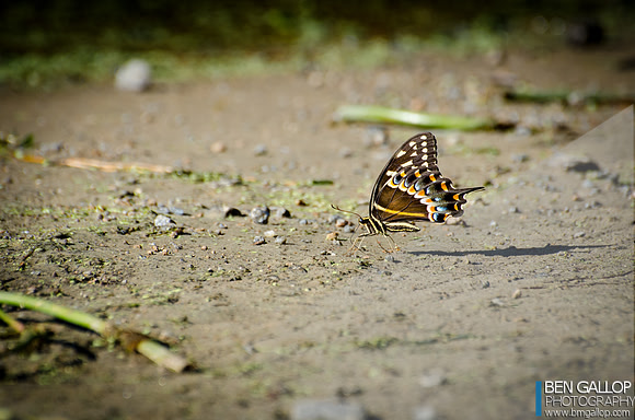 Beautifly