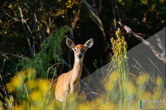 2012.10.21 BMGPhoto  Zenfolio-2