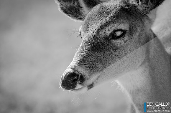 Wild Eyed Jack