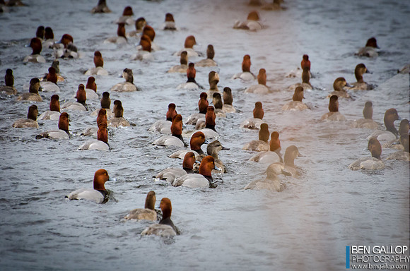 Redhead Retreat