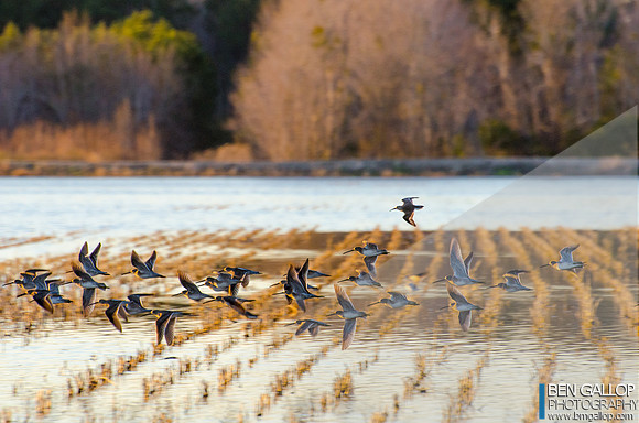 Flocking Behavior
