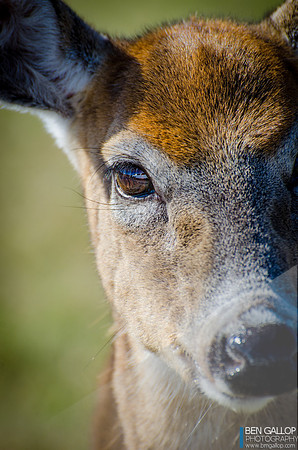 Eye See You