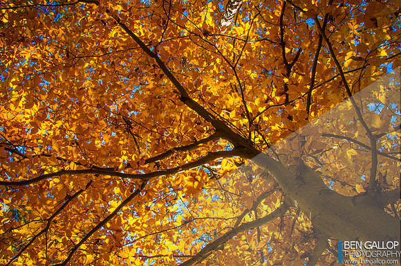 Autumn Warmth